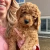 Photo №2 to announcement № 65071 for the sale of labradoodle - buy in Hungary private announcement