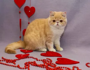 Photo №4. I will sell exotic shorthair in the city of Biysk. from nursery - price - 236$