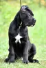 Photo №4. I will sell cane corso in the city of Москва. breeder - price - 810$