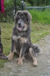 Additional photos: Gorgeous puppies of the Tibetan mastiff of the European type are looking for the