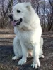 Photo №4. Mating caucasian shepherd dog in Ukraine. Announcement № 11229