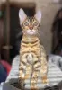 Photo №2 to announcement № 7764 for the sale of bengal cat - buy in Russian Federation breeder