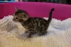 Photo №3. Healthy male and female Bengal kittens for Adoption now. Germany