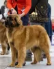 Photo №4. I will sell leonberger in the city of St. Petersburg. from nursery - price - 1302$