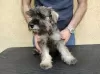 Additional photos: Miniature Schnauzer puppies