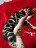 Photo №3. Bengal kitten. Russian Federation