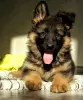 Additional photos: Long-haired German Shepherd girls