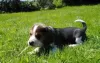 Photo №2 to announcement № 30082 for the sale of beagle - buy in United Kingdom private announcement