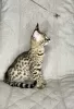 Photo №2 to announcement № 26067 for the sale of savannah cat - buy in Russian Federation from nursery