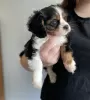 Photo №1. cavalier king charles spaniel - for sale in the city of Buffalo | 220$ | Announcement № 64144