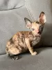 Photo №2 to announcement № 88502 for the sale of cornish rex - buy in Austria private announcement