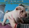 Photo №2 to announcement № 18105 for the sale of shar pei - buy in Russian Federation from nursery