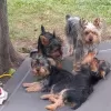 Photo №3. Silky terrier puppies for sale. Germany