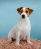 Additional photos: Jack Russell Terrier puppies