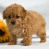 Photo №2 to announcement № 45811 for the sale of poodle (dwarf) - buy in United States private announcement