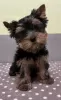 Photo №1. yorkshire terrier - for sale in the city of Rūjiena | Is free | Announcement № 114085