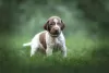 Photo №1. german shorthaired pointer - for sale in the city of Baranovichi | 456$ | Announcement № 111481