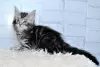 Photo №2 to announcement № 9316 for the sale of maine coon - buy in Russian Federation from nursery, breeder