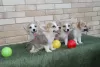 Additional photos: Welsh Corgi Pembroke puppies