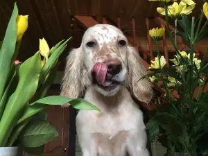 Additional photos: In the Allure Show kennel, English Setter puppies are for sale!