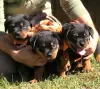 Photo №2 to announcement № 125351 for the sale of rottweiler - buy in Germany private announcement