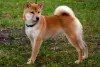 Additional photos: Shiba Inu puppies