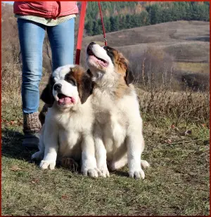 Additional photos: Puppies of St. Bernard are born. 3 boys and 5 girls are waiting for the reserve