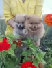 Photo №2 to announcement № 11911 for the sale of pomeranian - buy in Belarus private announcement