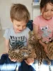 Additional photos: beautiful caracal, serval and savannah kittens available