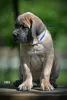 Photo №4. I will sell cane corso in the city of Belgrade. breeder - price - negotiated