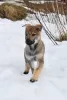 Photo №1. czechoslovakian wolfdog - for sale in the city of Yaroslavl | negotiated | Announcement № 9721