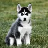 Photo №1. siberian husky - for sale in the city of Rostov-on-Don | Is free | Announcement № 35492