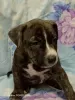 Photo №1. american staffordshire terrier - for sale in the city of Ряжск | 260$ | Announcement № 125425