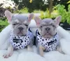 Photo №2 to announcement № 82171 for the sale of french bulldog - buy in Germany 