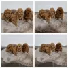 Photo №1. poodle (toy) - for sale in the city of Böbingen | negotiated | Announcement № 103675