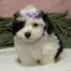 Photo №1. havanese dog - for sale in the city of Дублин | Is free | Announcement № 45059