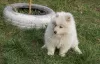 Photo №3. Samoyed females. Poland