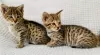 Photo №2 to announcement № 32654 for the sale of savannah cat - buy in Germany private announcement