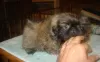 Photo №1. pekingese - for sale in the city of Essen | 581$ | Announcement № 127494