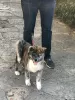 Additional photos: I am selling Japanese Akita puppies