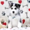 Photo №2 to announcement № 127292 for the sale of siberian husky - buy in United States 