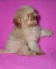 Photo №2 to announcement № 42281 for the sale of poodle (toy) - buy in Belarus private announcement, from nursery, breeder