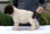 Additional photos: Lagotto Romagnolo, male puppies