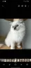 Photo №1. ragdoll - for sale in the city of Sydney | Is free | Announcement № 131260