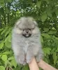 Photo №3. Pomeranian Spitz puppies. Serbia