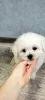 Photo №2 to announcement № 33537 for the sale of bichon frise - buy in Belarus private announcement