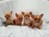 Photo №1. chihuahua - for sale in the city of Russia | 528$ | Announcement № 108775