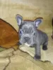 Photo №1. french bulldog - for sale in the city of Goszczanów | 951$ | Announcement № 97956