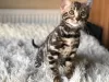 Photo №1. bengal cat - for sale in the city of Minsk | negotiated | Announcement № 5958