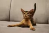 Additional photos: Abyssinian kittens, girls and boys